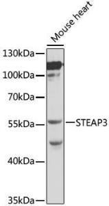 Western blot analysis of extracts of mouse heart, using Anti-STEAP3 Antibody (A12676) at 1:1,000 dilution