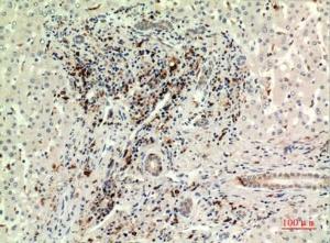 Immunohistochemical analysis of paraffin-embedded human liver using Anti-CD74 Antibody