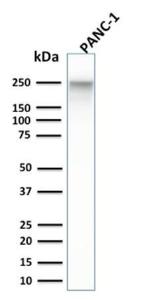 Western blot analysis of PANC-1 cell lysate using Anti-beta III Spectrin Antibody [SPTBN2/1584]