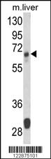 Anti-GLS Rabbit Polyclonal Antibody