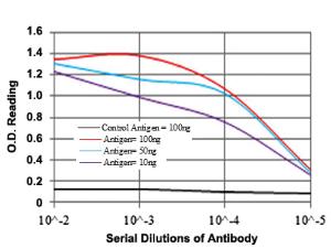 Anti-BMI1 Mouse Monoclonal Antibody [clone: 3E3]