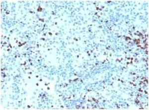 Immunohistochemical analysis of formalin-fixed, paraffin-embedded human spleen tissue using Anti-Myeloperoxidase Antibody