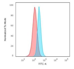 Flow cytometric analysis of HeLa cells using Anti-beta III Spectrin Antibody [SPTBN2/1584] followed by Goat Anti-Mouse IgG (CF&#174; 488) (Blue). Isotype Control (Red).