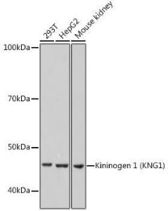 Western blot analysis of extracts of various cell lines, using Anti-Kininogen 1 Antibody [ARC0653] (A308264) at 1:1,000 dilution