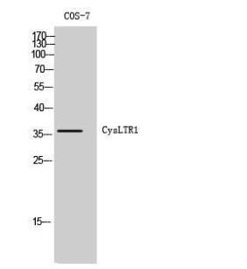 Western blot analysis of COS 7 cells using Anti-CLTR1 Antibody