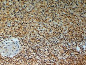 Anti-TRAIP Goat Polyclonal Antibody