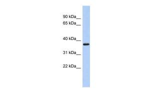 Anti-MBP Rabbit Polyclonal Antibody