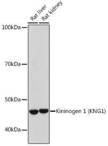 Western blot analysis of extracts of various cell lines, using Anti-Kininogen 1 Antibody [ARC0653] (A308264) at 1:1,000 dilution