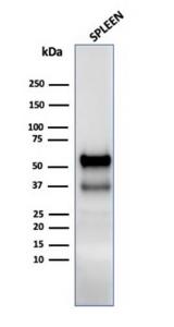 Western blot analysis of human spleen tissue lysate using Anti-Myeloperoxidase Antibody