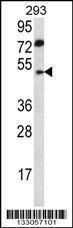 Anti-ABHD2 Rabbit Polyclonal Antibody (AP (Alkaline Phosphatase))