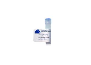 Anti-Cystatin C Goat Polyclonal Antibody