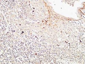 Immunohistochemical analysis of paraffin-embedded human Amygdala using Anti-CD72 Antibody