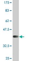 Anti-APOL6 Mouse Monoclonal Antibody [clone: 1F7]