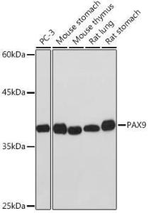 Western blot analysis of extracts of various cell lines, using Anti-PAX9 Antibody [ARC2267] (A307255) at 1:1,000 dilution