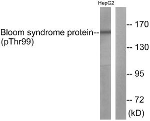 Western blot analysis of lysates from HepG2 cells using Anti-Bloom Syndrome (phospho Thr99) Antibody. The right hand lane represents a negative control, where the Antibody is blocked by the immunising peptide