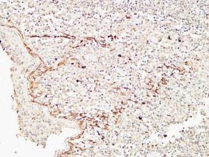 Immunohistochemical analysis of paraffin-embedded human Amygdala using Anti-CD72 Antibody