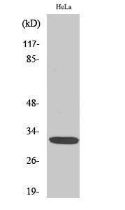 Western blot analysis of various cells using Anti-DLX5 Antibody