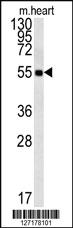 Anti-FAM105B Rabbit Polyclonal Antibody