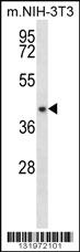 Anti-NUDT9 Rabbit Polyclonal Antibody