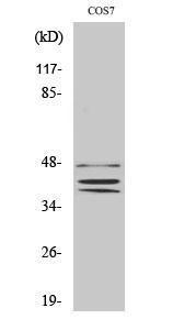 Anti-SOX8 and SOX9 and SOX17 and SOX18 antibody