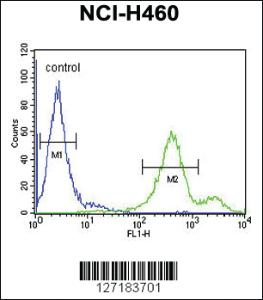 Anti-EBPL Rabbit Polyclonal Antibody