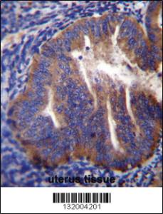 Anti-KLC2 Rabbit Polyclonal Antibody