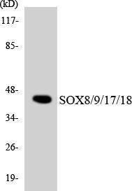 Antibody A94138-100