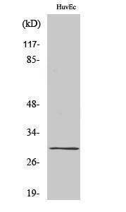 Western blot analysis of various cells using Anti-CD70 Antibody