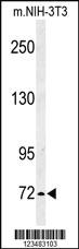 Anti-IRAK1 Rabbit Polyclonal Antibody