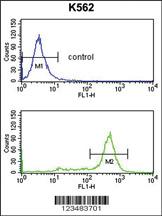 Anti-IRAK1 Rabbit Polyclonal Antibody