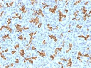 Immunohistochemical analysis of formalin-fixed, paraffin-embedded human pancreas using Anti-Cytokeratin 19 Antibody [KRT19/800]