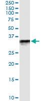 Anti-MEOX2 Rabbit Polyclonal Antibody