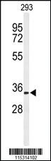 Anti-PHB2 Rabbit Polyclonal Antibody