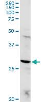 Anti-POMC Rabbit Polyclonal Antibody