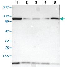 Anti-TXN2 Rabbit Polyclonal Antibody