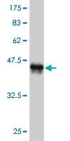 Anti-EN1 Mouse Monoclonal Antibody [clone: 3H2]