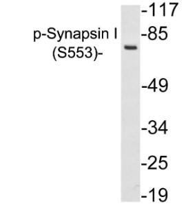 Antibody anti-synapsin I phospho SER553