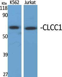 Western blot analysis of various cells using Anti-CLCC1 Antibody