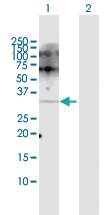 Anti-POMC Rabbit Polyclonal Antibody