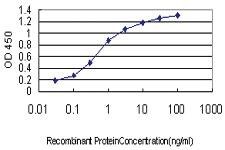 Anti-GAS2L3 Mouse Monoclonal Antibody [clone: 1D4]