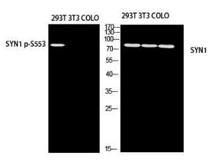 Antibody anti-synapsin I phospho SER553