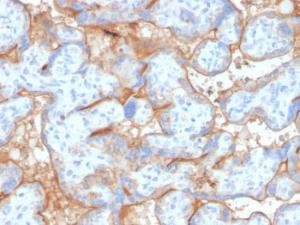 Immunohistochemical analysis of formalin-fixed, paraffin-embedded human placenta using Anti-EGFR Antibody [GFR/4563R]