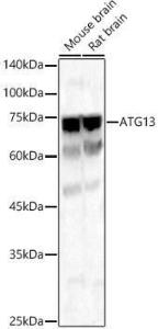 Western blot analysis of various lysates, using Anti-KIAA0652 / ATG13 Antibody (A12683) at 1:1000 dilution