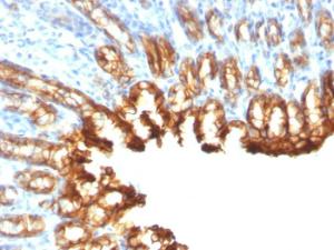 Immunohistochemical analysis of formalin-fixed, paraffin-embedded rat stomach using Anti-Cytokeratin 19 Antibody [KRT19/800]