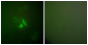 Immunofluorescence analysis of A549 cells using Anti-Cox2 Antibody. The right hand panel represents a negative control, where the antibody was pre-incubated with the immunising peptide.