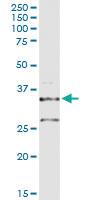 Anti-POMC Rabbit Polyclonal Antibody