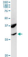 Anti-POMC Rabbit Polyclonal Antibody