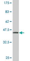 Anti-EN1 Mouse Monoclonal Antibody [clone: 3G9]