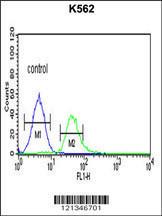 Anti-TCF4 Rabbit Polyclonal Antibody