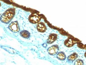 Immunohistochemical analysis of formalin-fixed, paraffin-embedded rat colon using Anti-Cytokeratin 19 Antibody [KRT19/800]